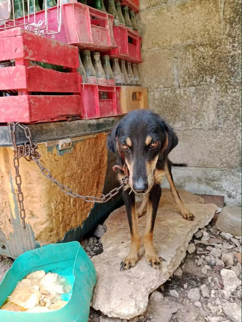Stray dogs roaming the streets of Chetumal