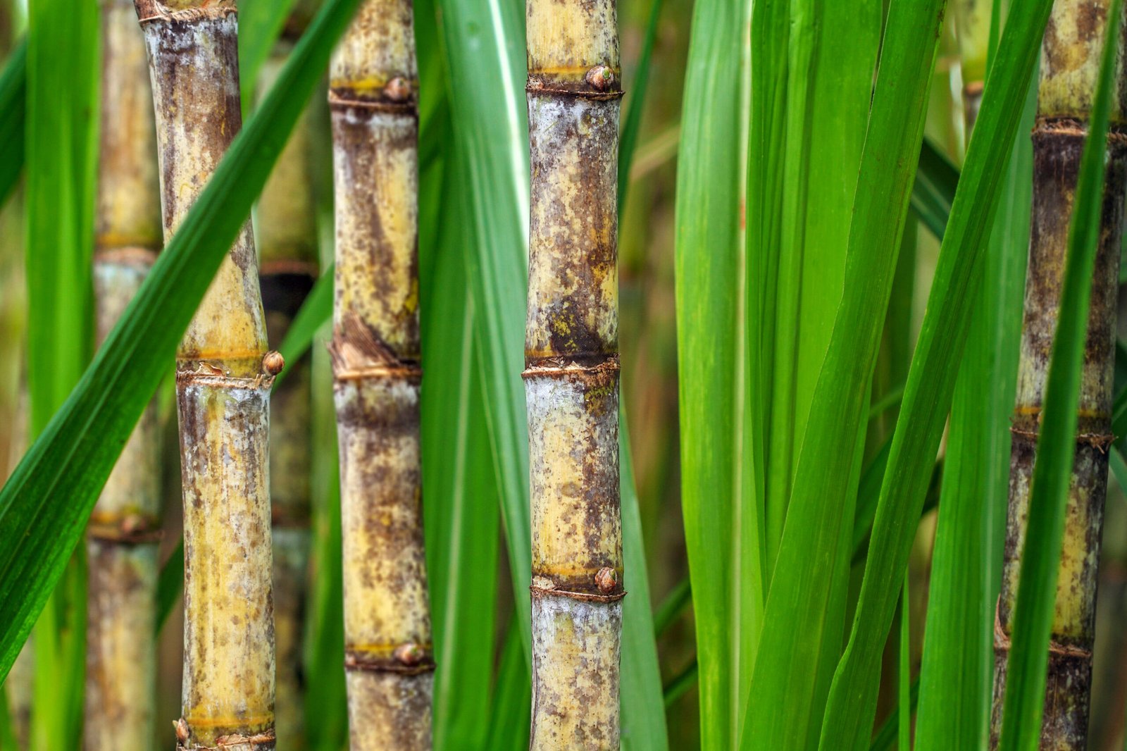 A sugarcane field in Mexico showing the tall stalks of the plant
