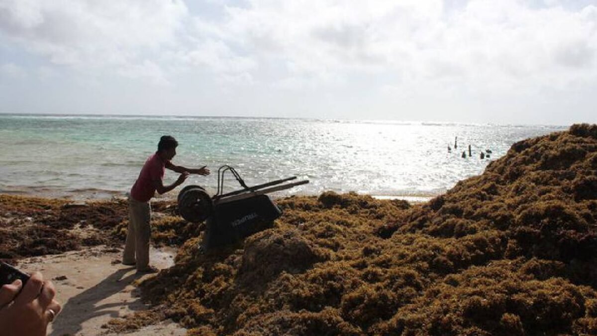 Community members working on sargassum cleanup in Xcalak