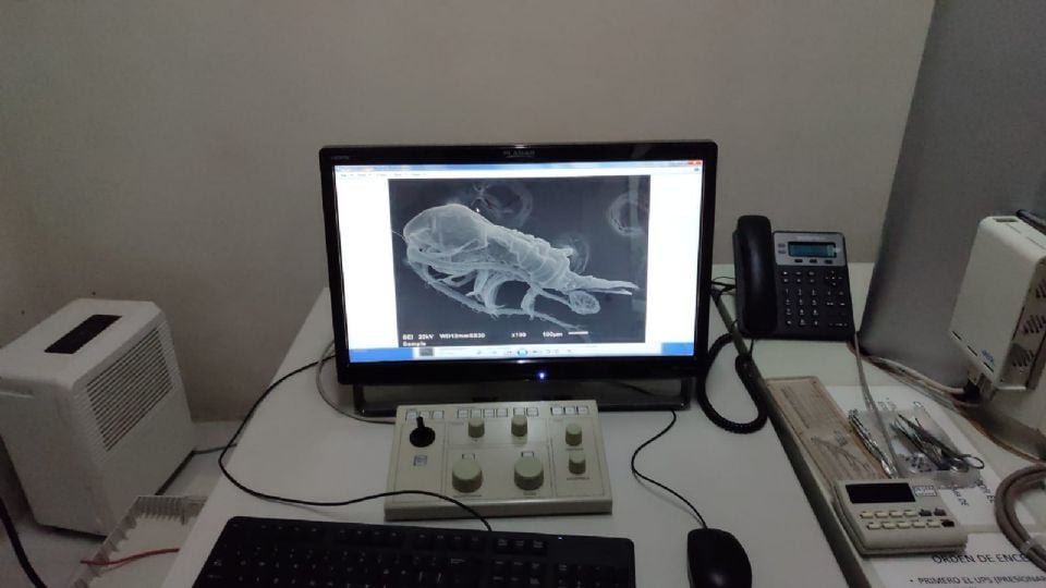 Microscopic zooplankton organisms from Bacalar and Cenote Azul in Quintana Roo