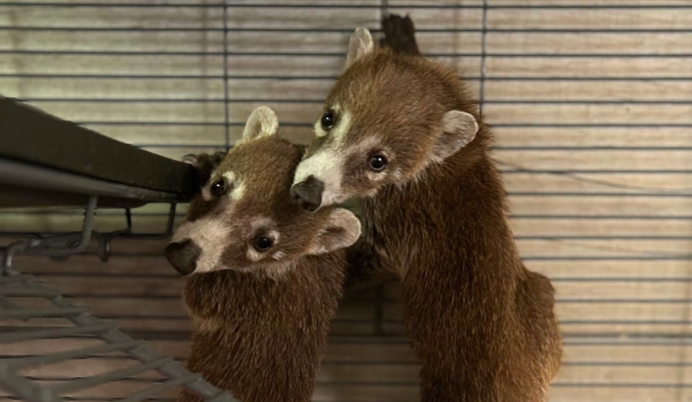 Playa del Carmen Wildlife Rescues Surpass 750 Animals in 2025