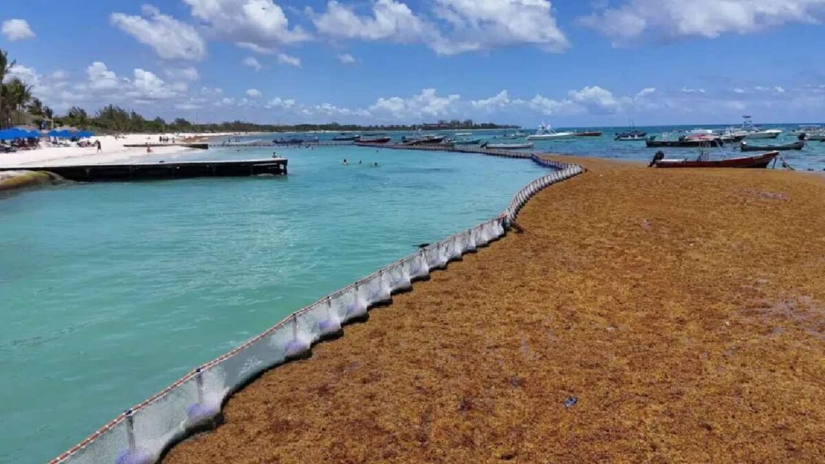 Authorities analyzing the interconnection of anti-sargassum barriers in the Mexican Caribbean