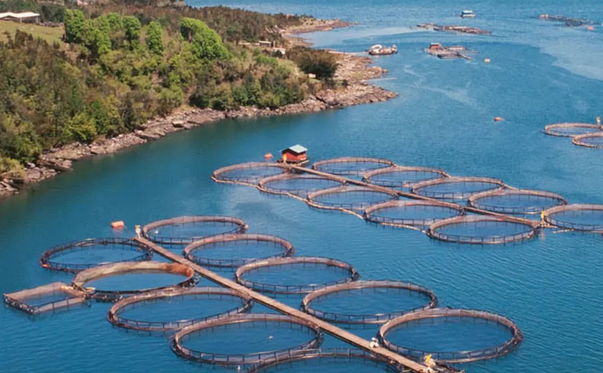 An aquaculture farm in Quintana Roo showing reduced production capacity