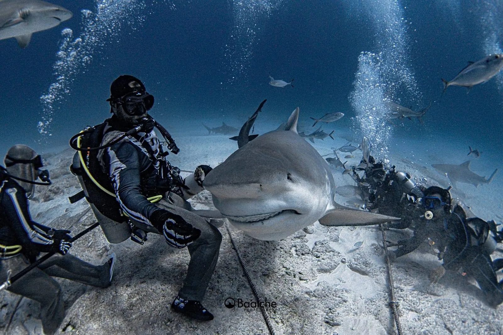 Bull sharks during a dive in Playa del Carmen waters