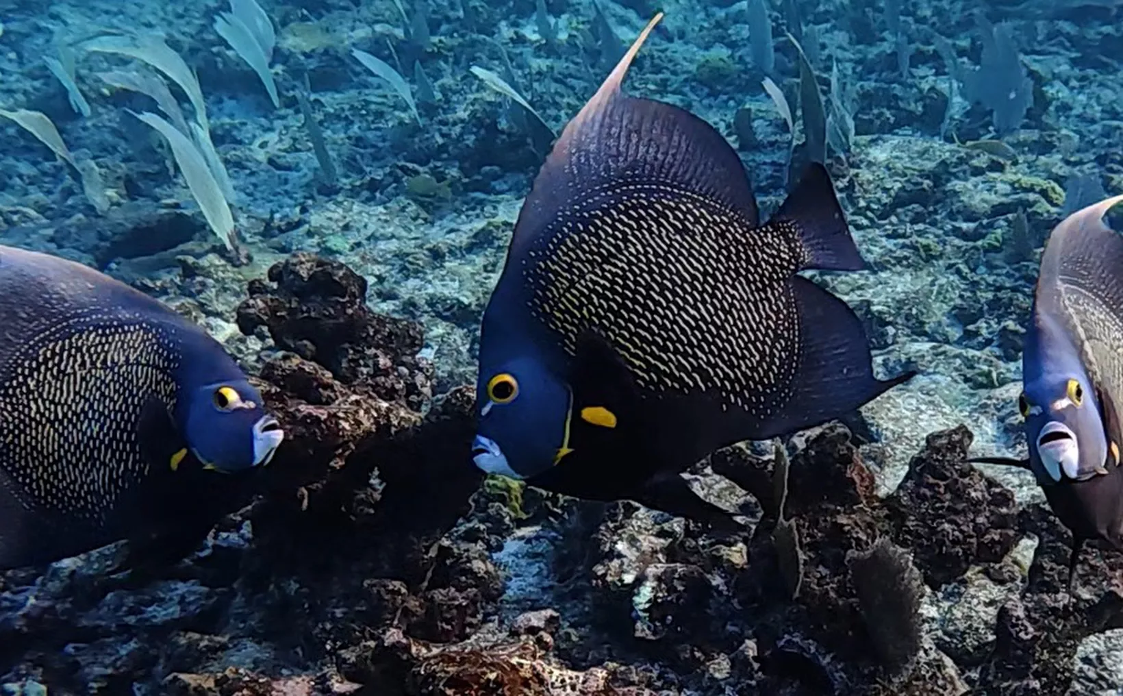CFE submarine cable project near Cozumel's Francisco I. Madero reef