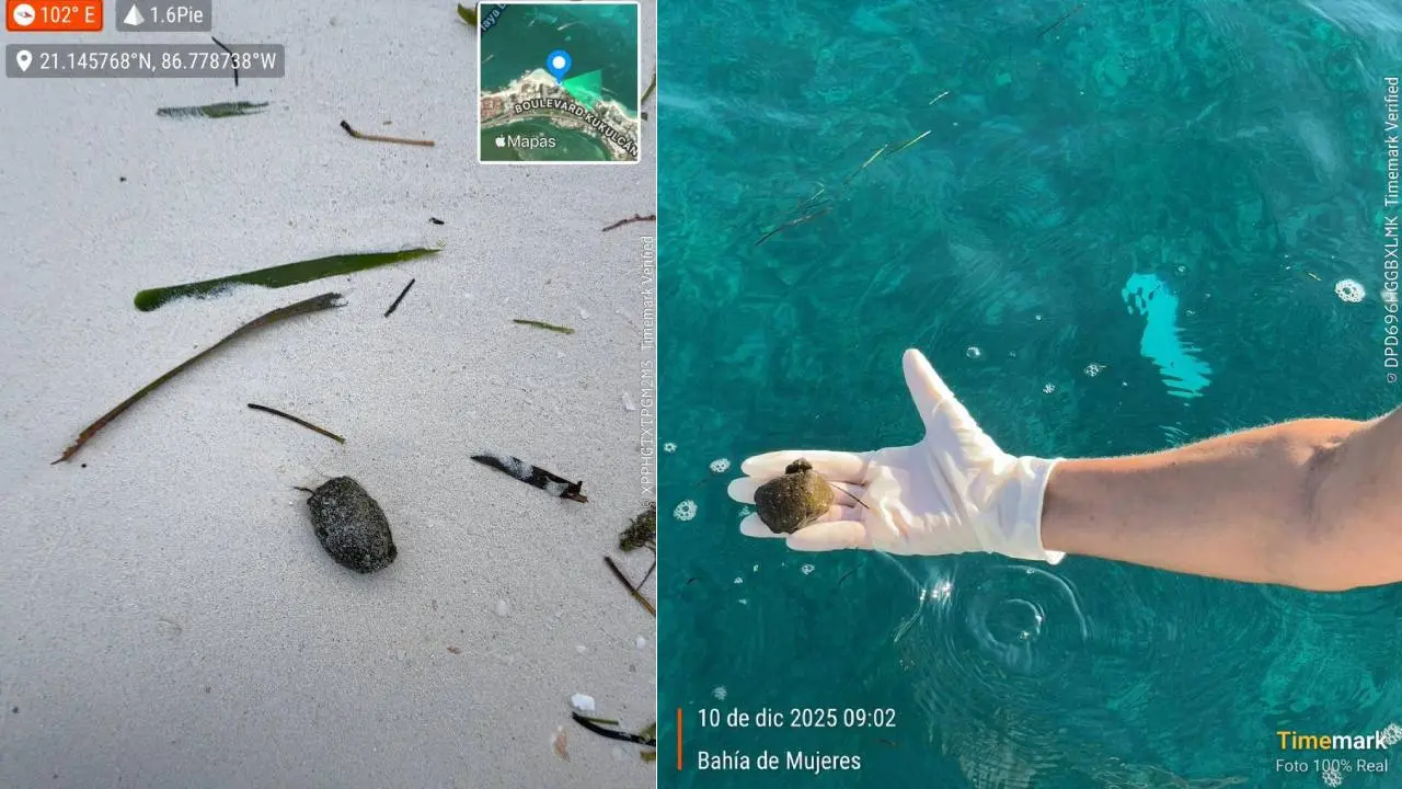 Laboratory tests confirm debris on Cancún beaches is natural marine residue