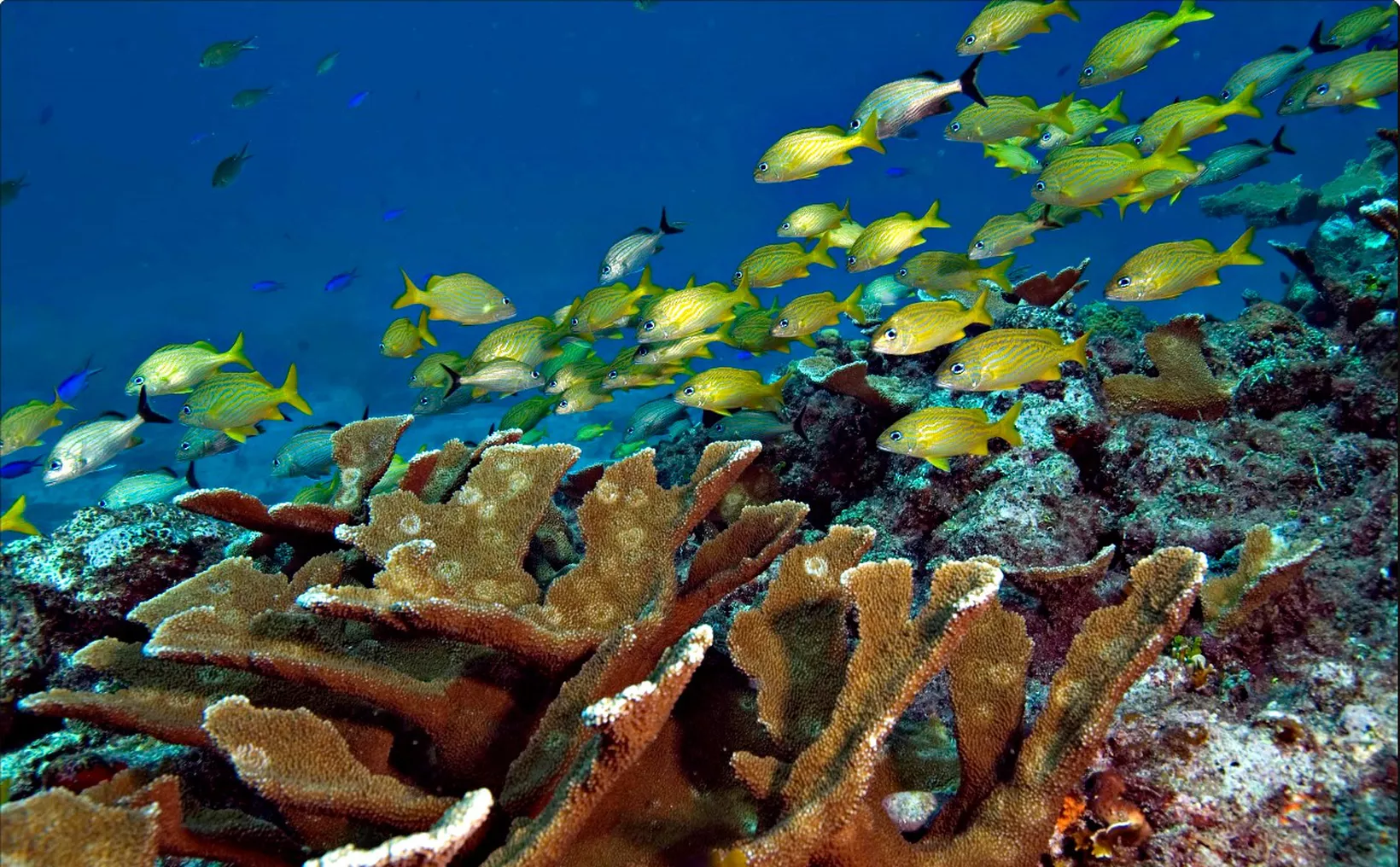 Underwater view of coral colonies in the Bajo Pepito nursery between Cancún and Isla Mujeres