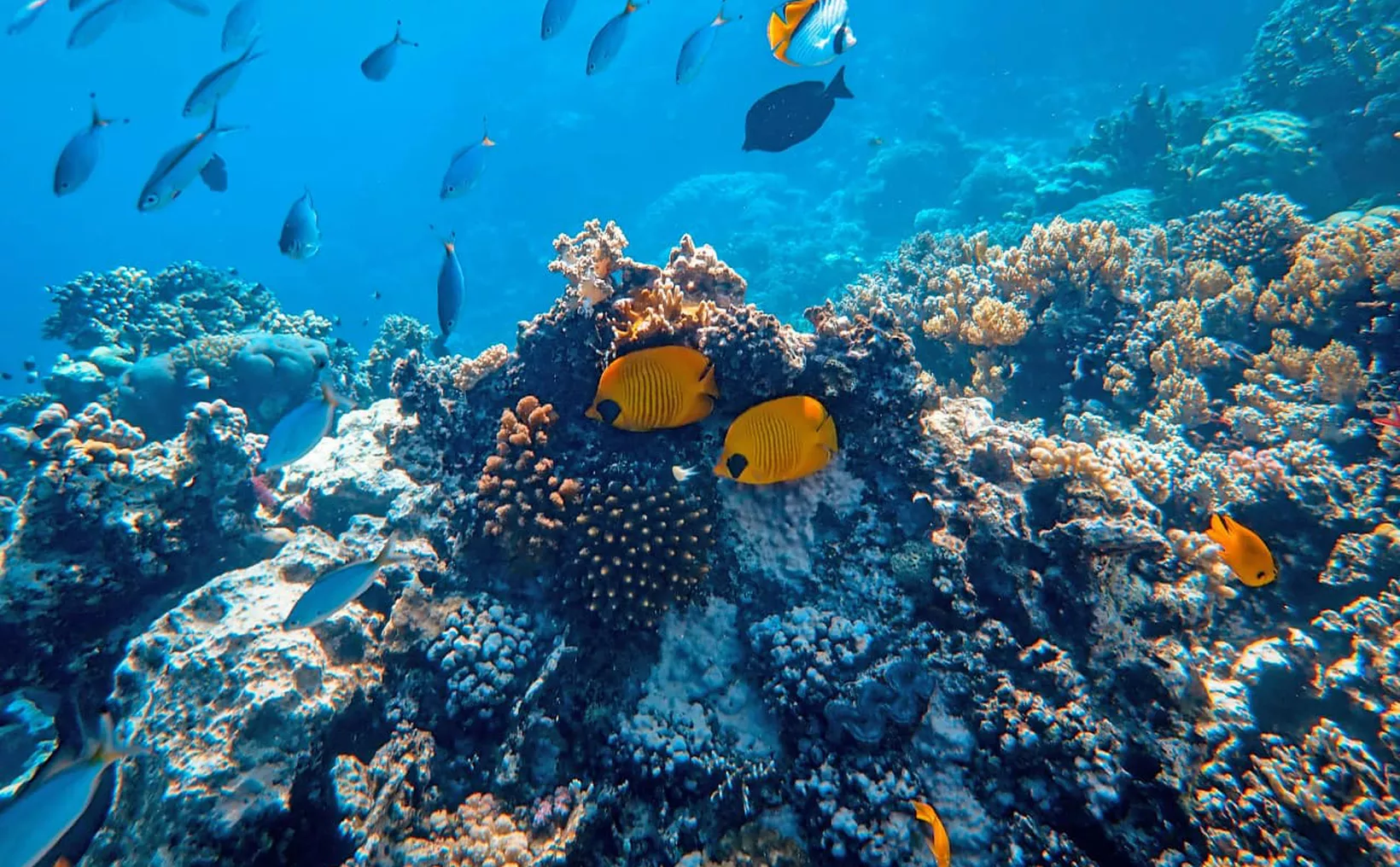 Aerial view of Cozumel's coral reef restoration project showing protected coral colonies