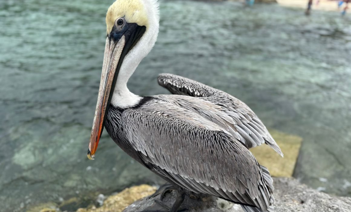 Wildlife rescue operation in Cozumel showing conservation workers handling an animal