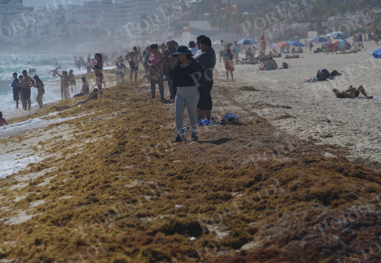A large accumulation of sargassum seaweed on Delfines beach in Cancún.