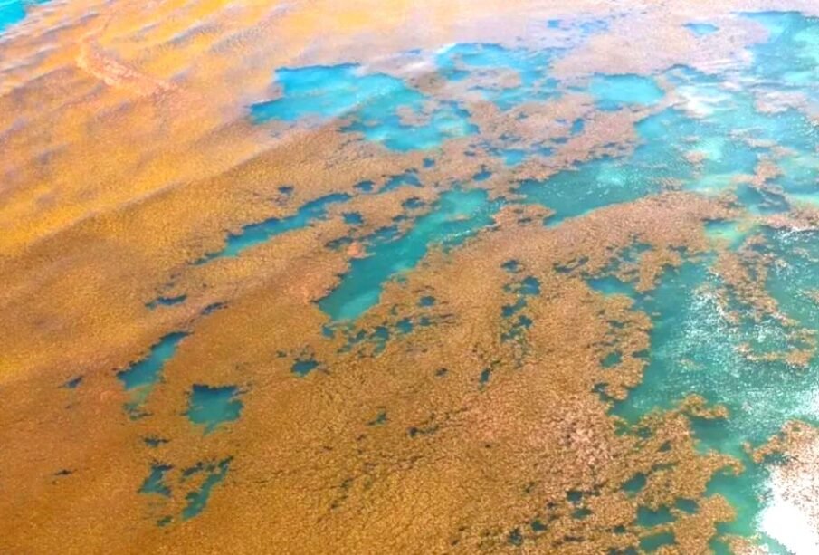 Satellite image showing an extensive sargassum patch in the Caribbean Sea