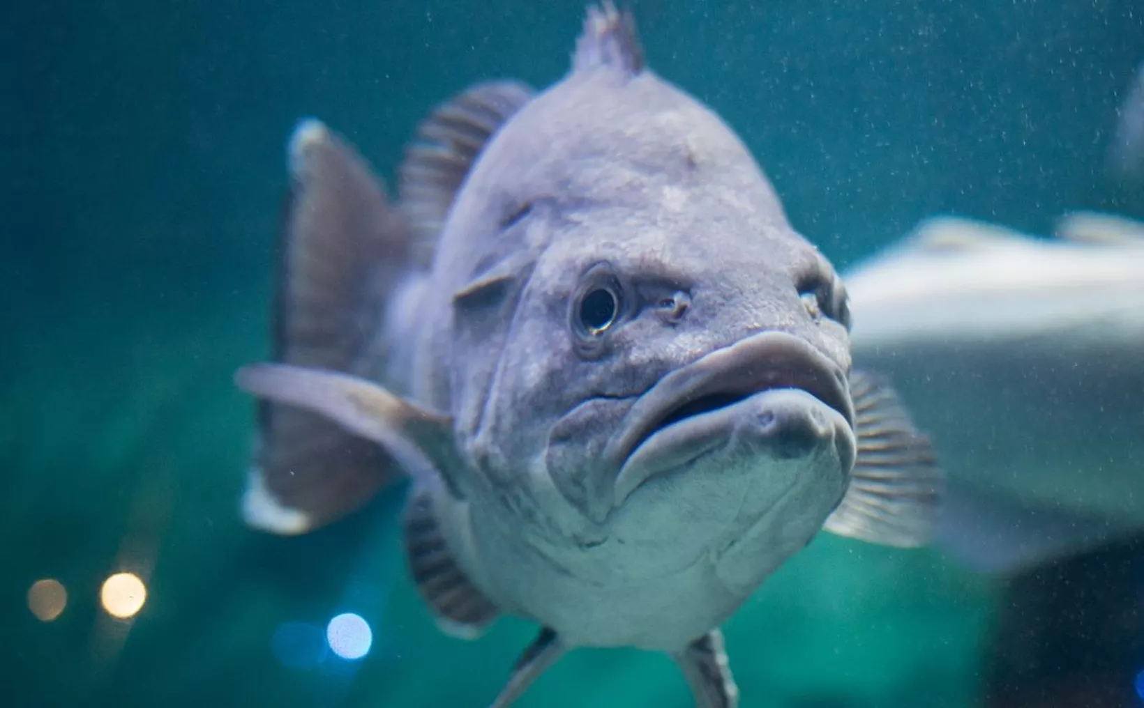 A fisherman holding a grouper in Yucatán