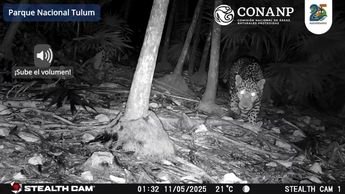 Jaguar captured on camera near Tulum archaeological zone in Quintana Roo, Mexico