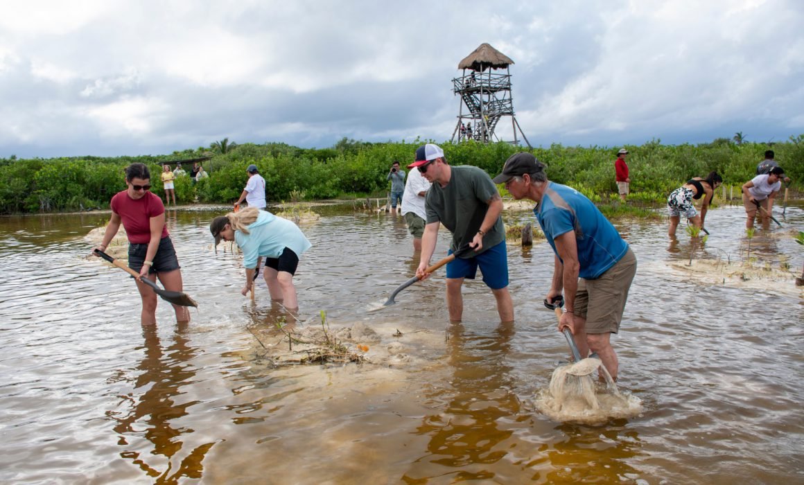 Mangrove restoration work in the Laguna Colombia Ecological Reserve in Cozumel