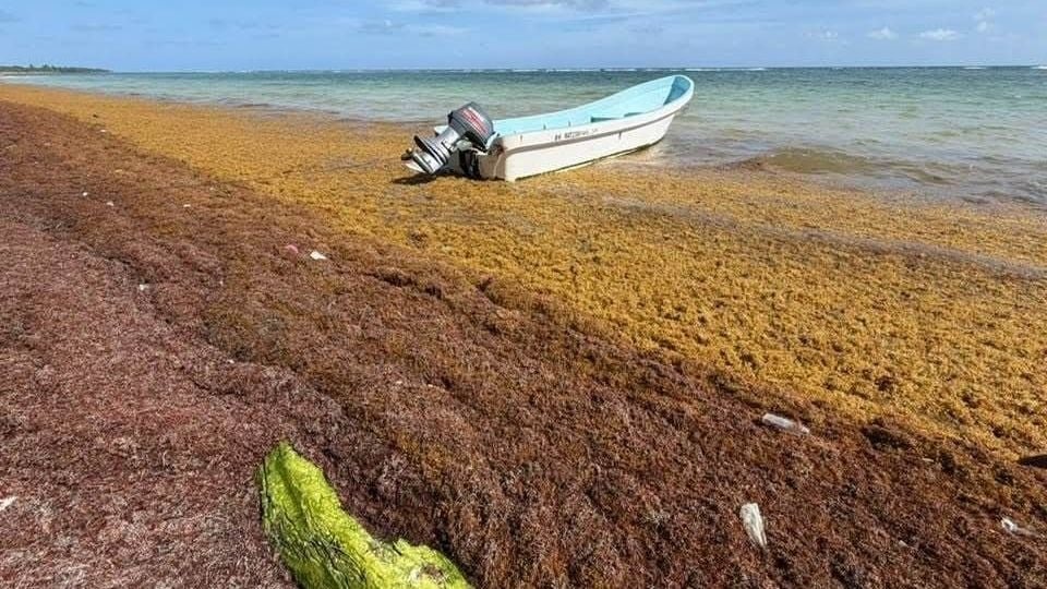 Mexican Navy personnel participating in sargassum cleanup operations on a beach in southern Quintana Roo