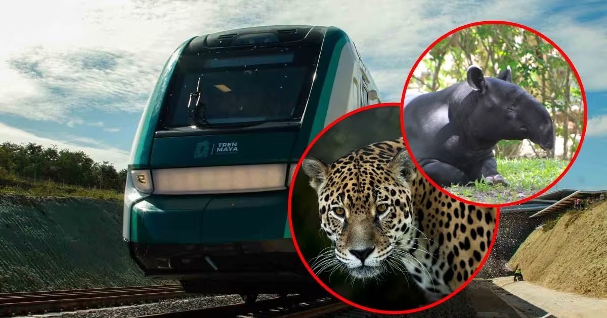 Illustration showing the Maya Train route and wildlife protection challenges