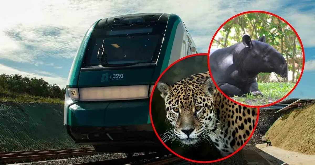 Illustration showing the Maya Train route and wildlife protection challenges
