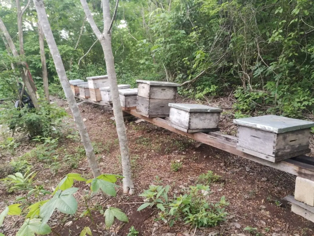 Producers participating in a melipona bee management workshop in Kantunilkin, Quintana Roo