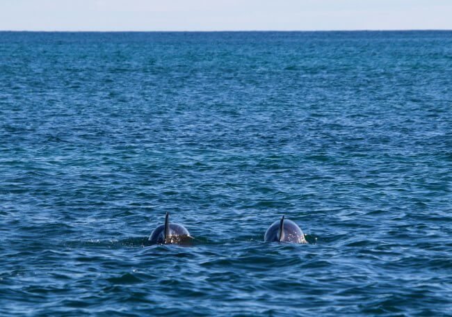 A dolphin swimming freely after being released from captivity in Mexico