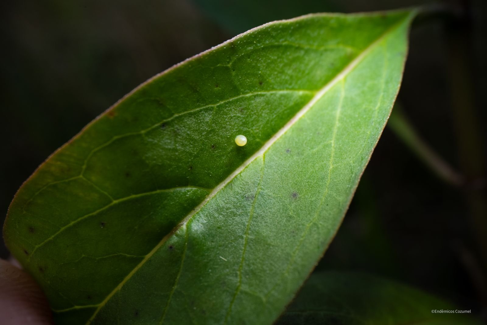 Monarch butterfly eggs discovered on Cozumel Island