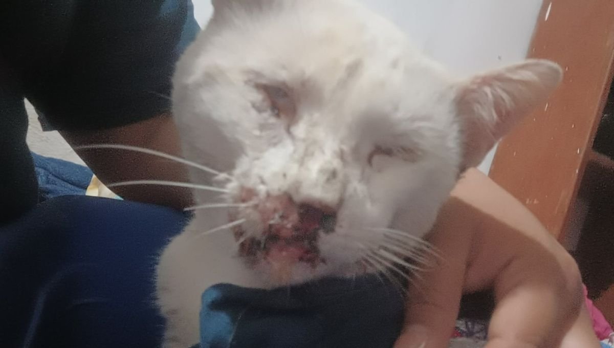 Nieves, a white domestic cat who was attacked with a pellet gun in Chetumal's Miraflores neighborhood