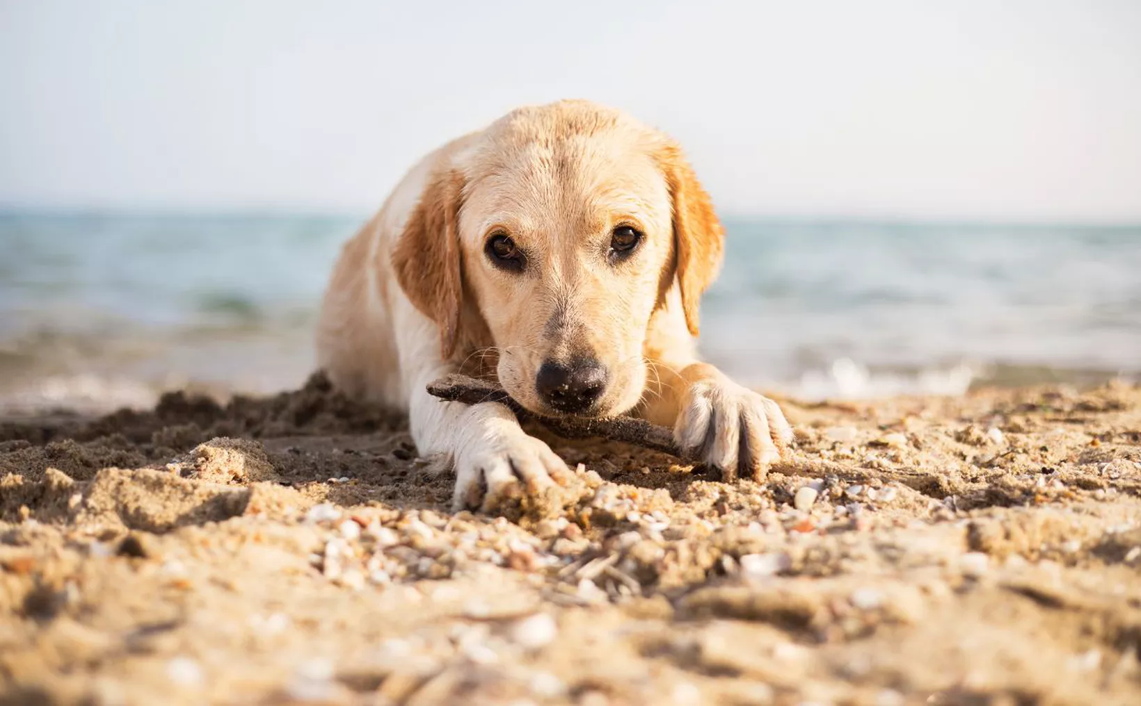 Aerial view of Beach 72 in Playa del Carmen showing the pet-friendly area