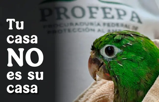 PROFEPA campaign poster showing wild animals with the message 'Tu casa no es su casa' (Your home is not their home)