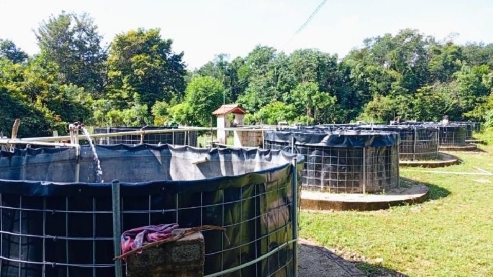 Aquaculture producers in Puerto Morelos