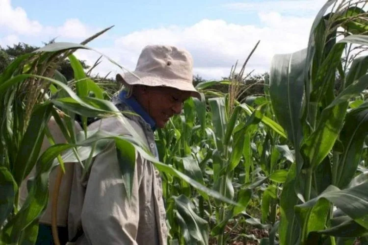 A neglected agricultural field in Quintana Roo showing damaged crops and infrastructure