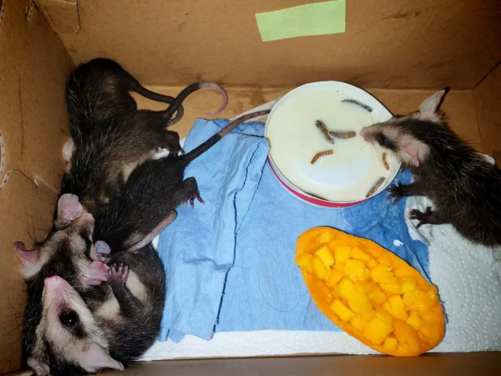 Opossums were among the most rescued species in Playa del Carmen during 2025.
