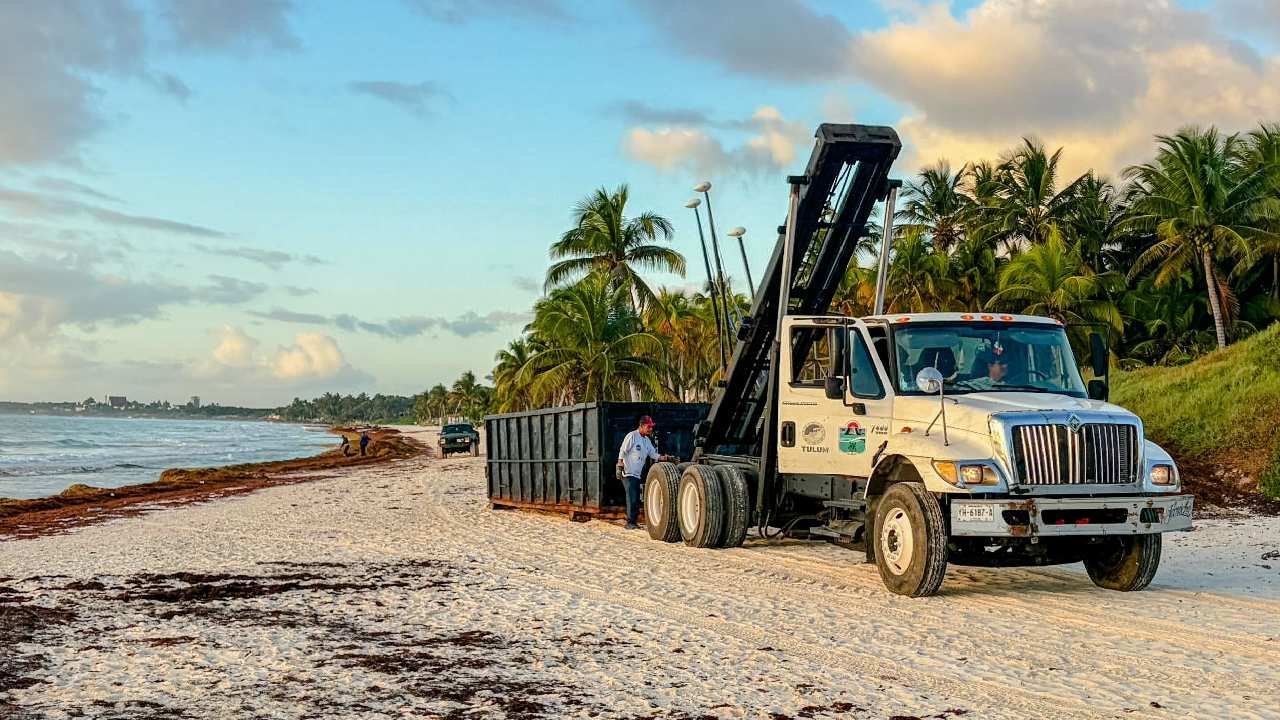 Sargassum seaweed washed up on a beach in Tulum, Mexico