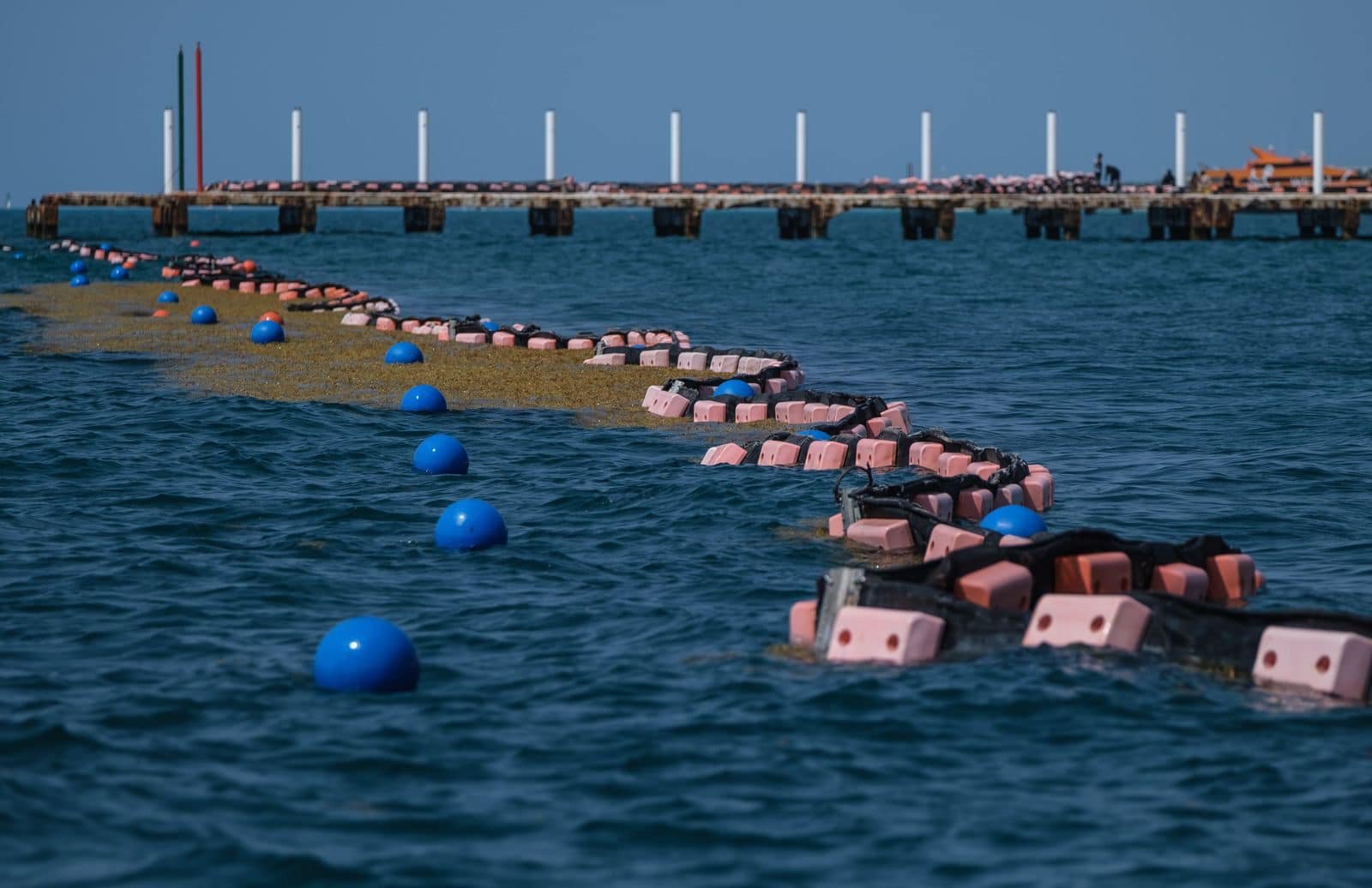 Sargassum seaweed washing ashore on a beach in Quintana Roo, Mexico.