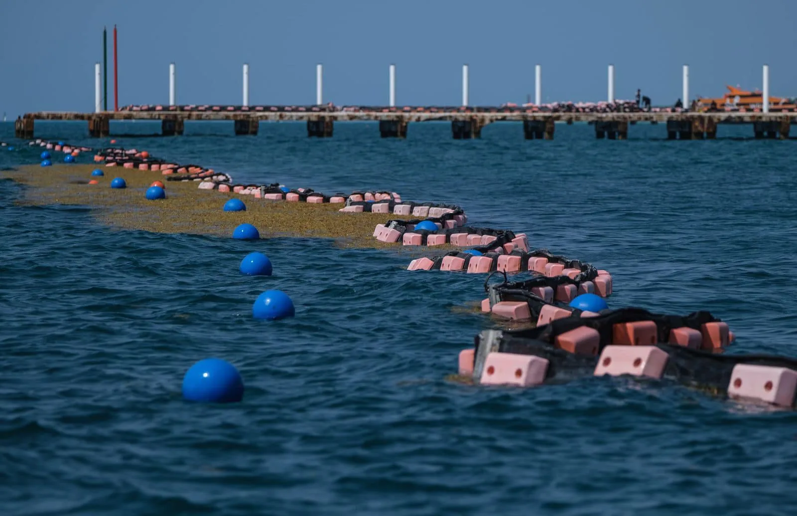 Sargassum seaweed washing ashore on a beach in Quintana Roo, Mexico.