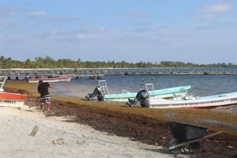 Sargassum on the coast of Punta Herrero causing lobster mortality