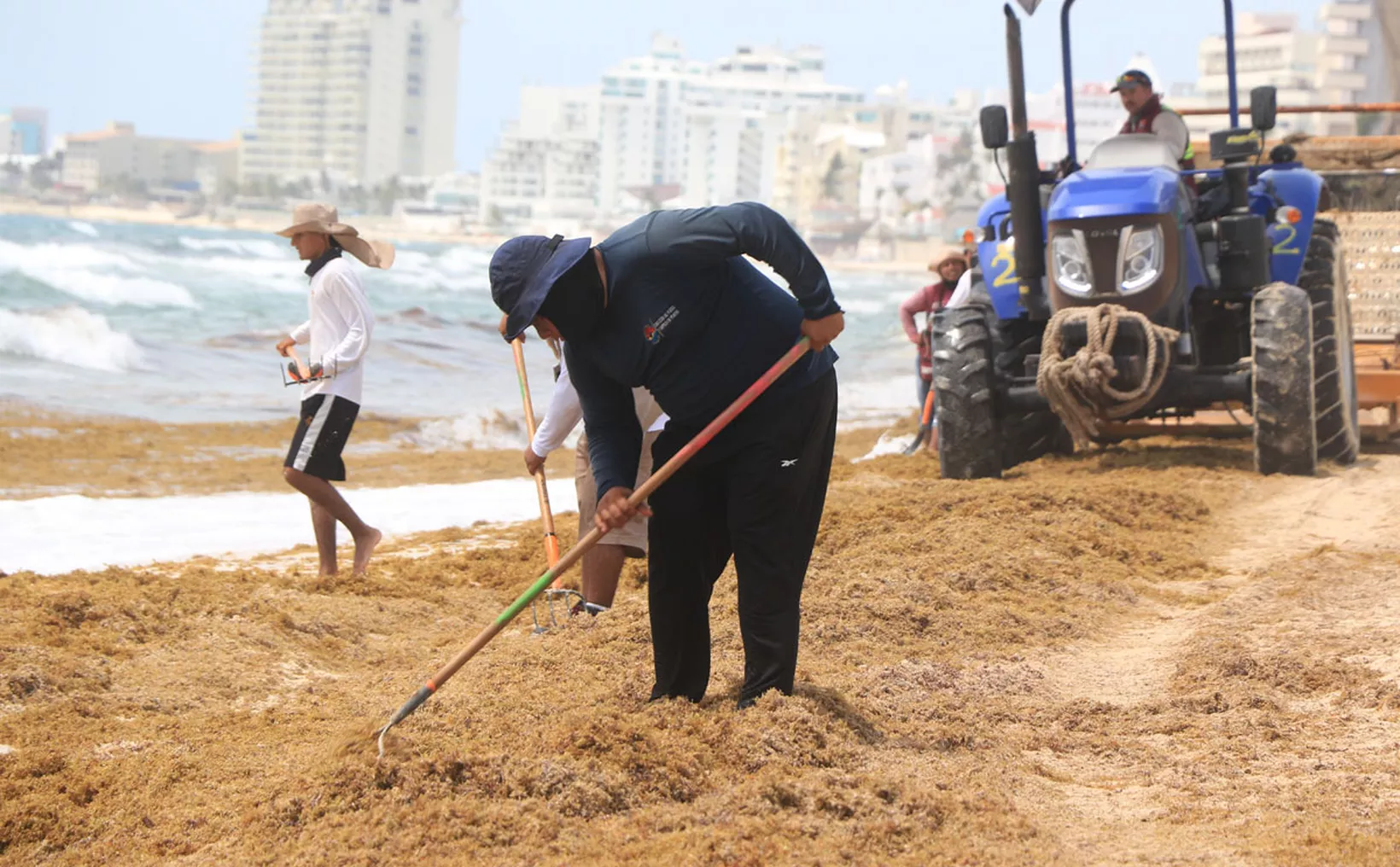 Sargassum seaweed on Quintana Roo beaches being transformed into economic asset