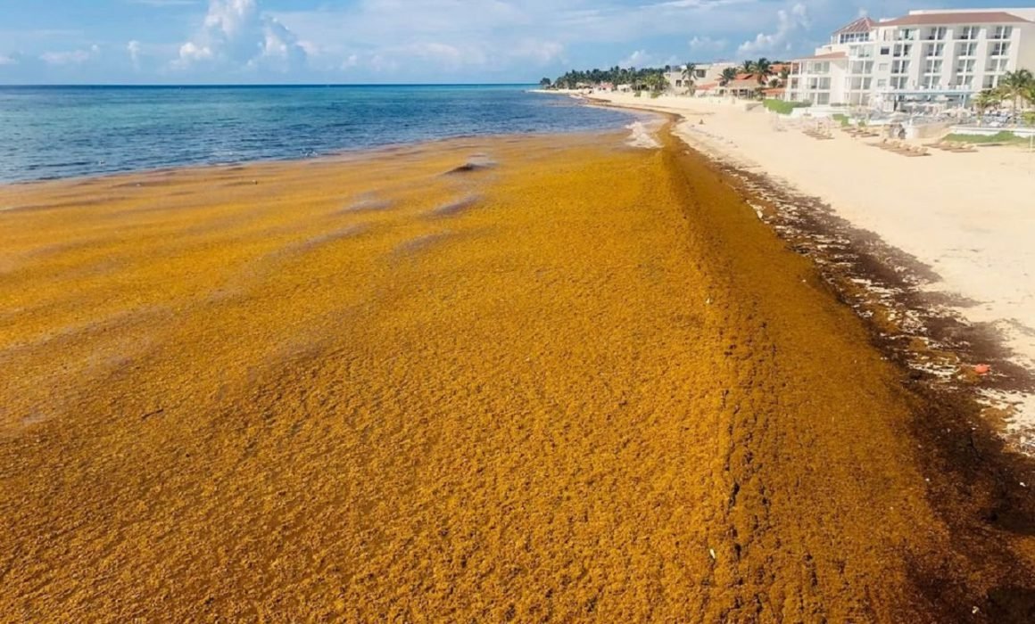 Sargassum seaweed washed up on a beach in Cancún, Quintana Roo