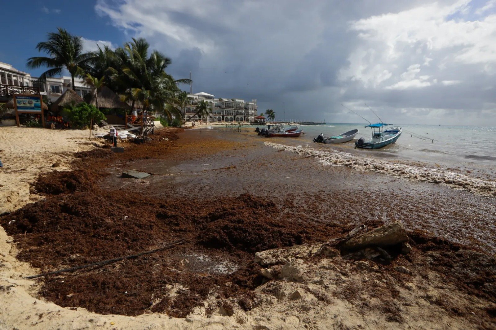 Sargassum seaweed accumulation on a beach in the Mexican Caribbean