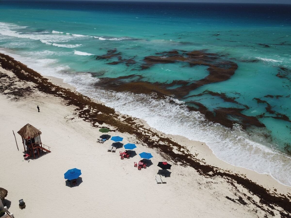 Sargassum seaweed washing ashore on a beach in Quintana Roo, Mexico