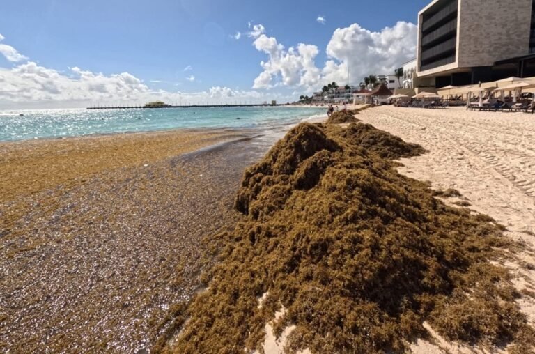 Sargassum seaweed washing ashore on a beach in Quintana Roo, Mexico
