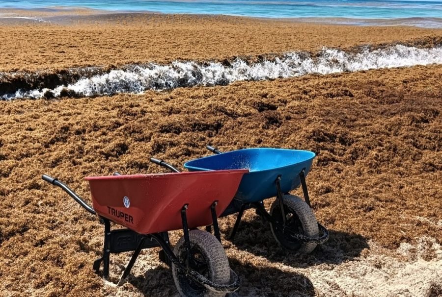 Aerial view of sargassum seaweed in the Caribbean Sea near Quintana Roo