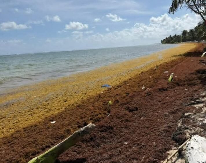 Sargassum seaweed washing ashore on Mahahual beach in Quintana Roo