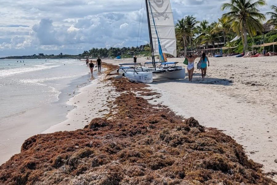 Sargassum seaweed washing ashore on Tulum beach during peak tourist season