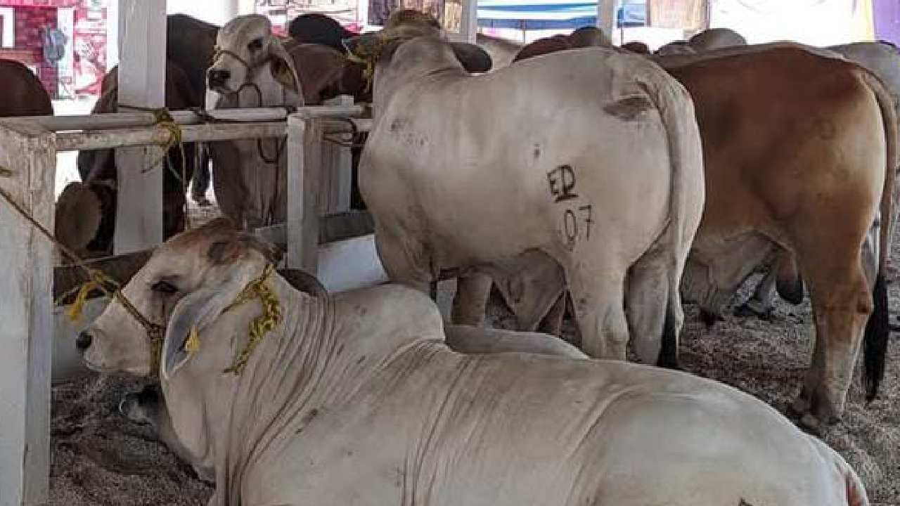 Close-up image of a screwworm larva