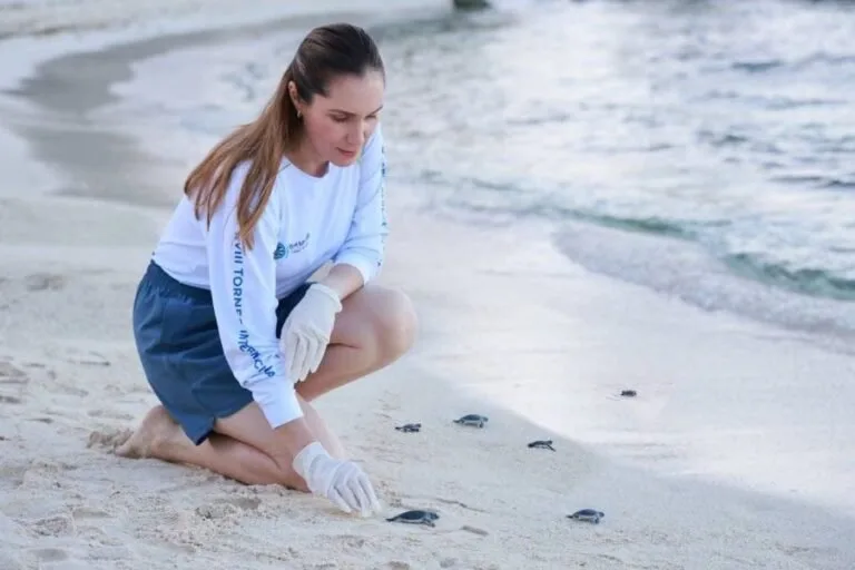 Sea turtles on the beach in Isla Mujeres during the 2025 protection season