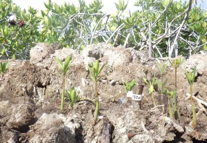 Seagrass restoration as environmental compensation for the Nichupté Bridge in Quintana Roo
