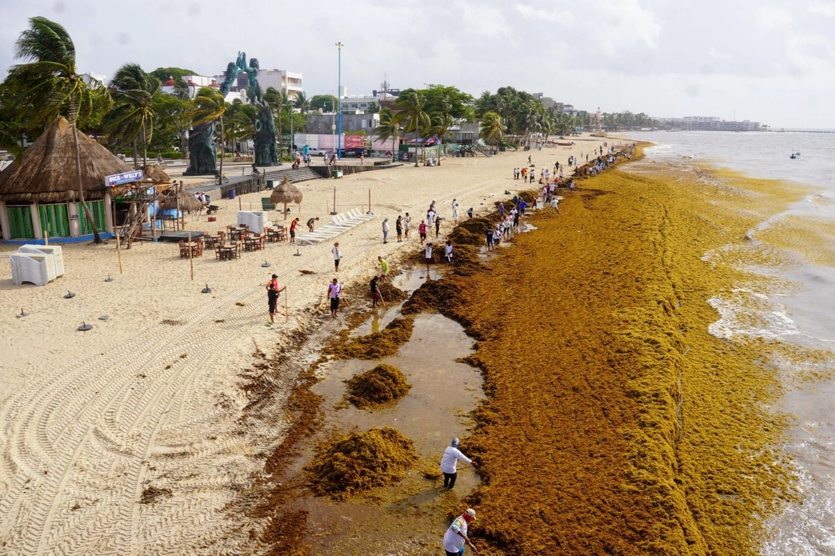 The Mexican Navy conducts preventive actions against sargassum arrival on Quintana Roo beaches