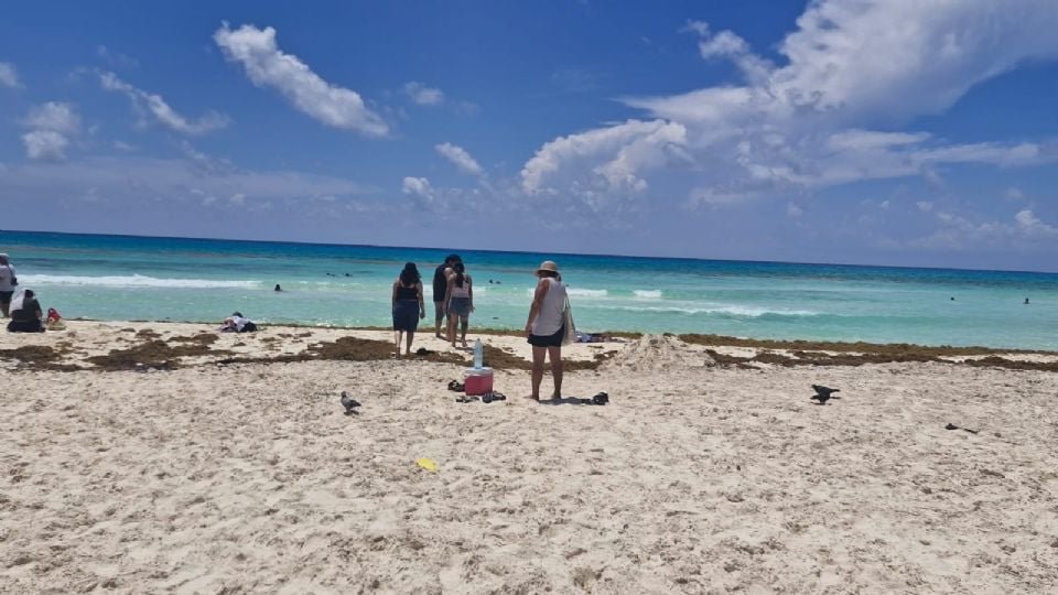 Sharks swimming in the Mexican Caribbean waters near Isla Mujeres