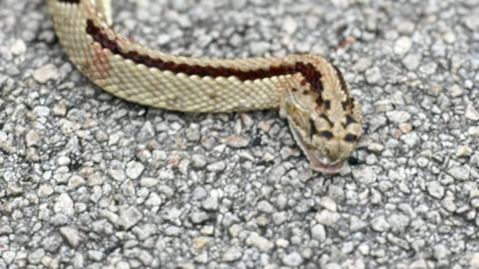 Illustration showing urban expansion encroaching on natural snake habitats in Quintana Roo