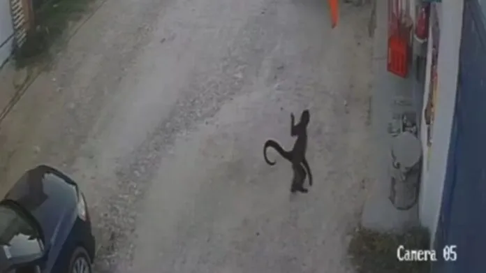 Spider monkey entering a store in Comitán, Chiapas