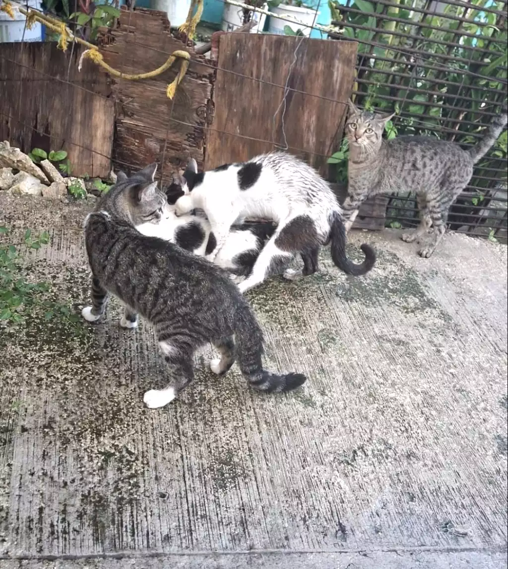 Stray cats entering residential properties in Isla Mujeres in search of food and water